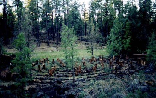 short logs going in circular motion to form a labyrinth, surrounded by pines
