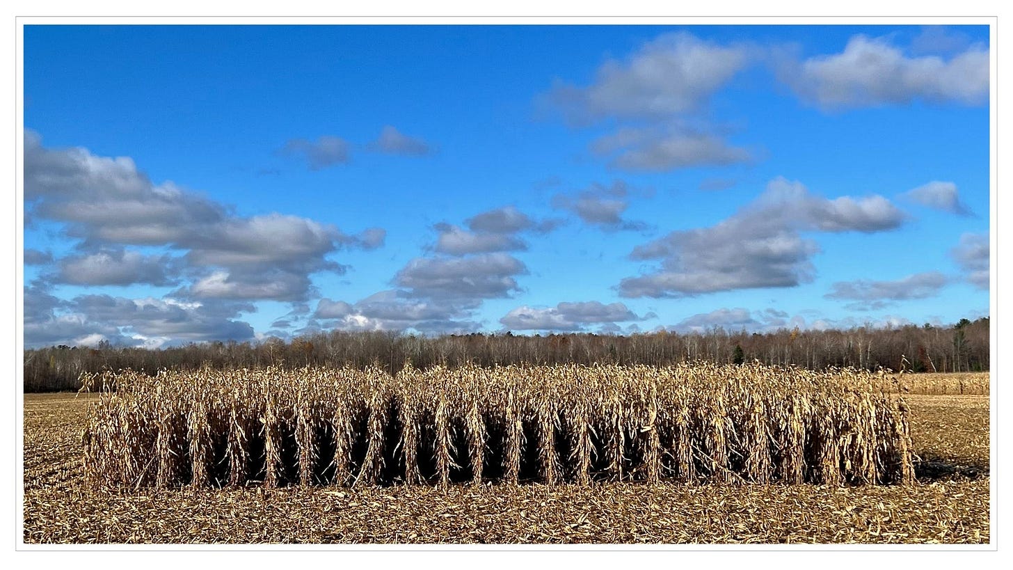 Golden rows of corn, autumn