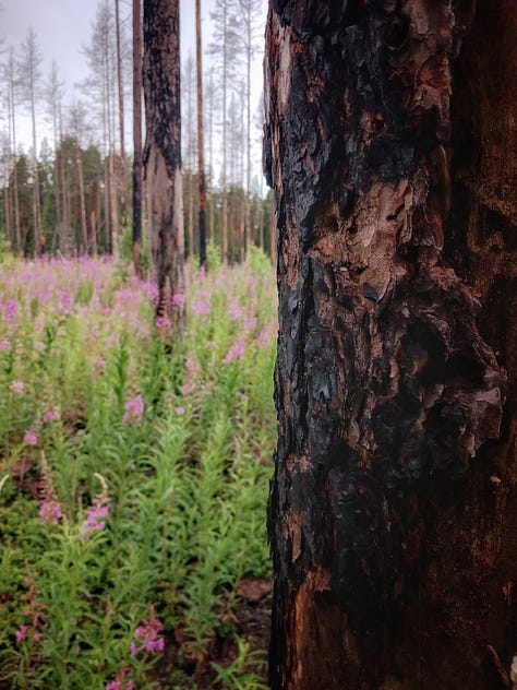 Seitsemisen kansallispuisto