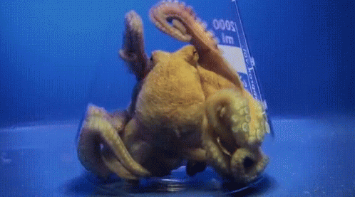 an octopus is swimming in a beaker with a label that says ' 0001 ' on it (Provided by Tenor)