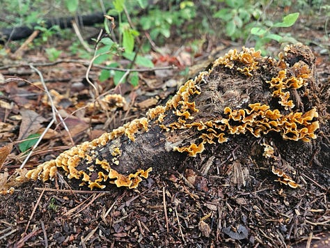 Moss mat, painted turtle, fungus
