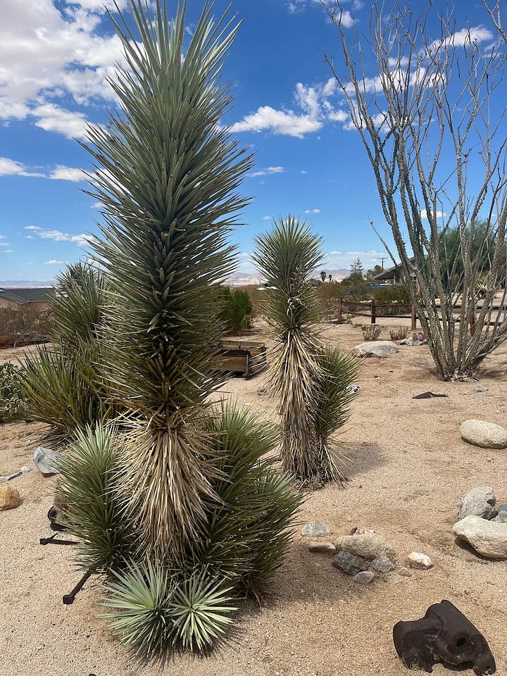 "Volunteer" Joshua trees growing in Indian Cove.