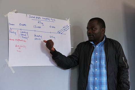 Sweet Potato Value Chain
