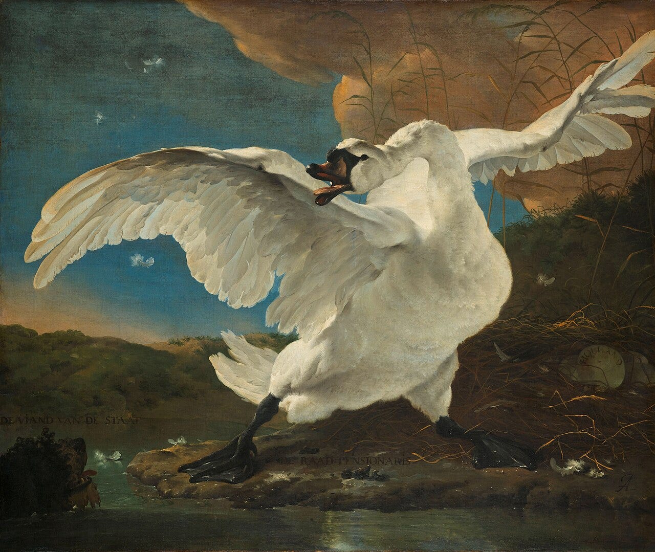 A white swan rearing with wings wide, hissing over its nest A white swan rearing with wings wide, hissing over its nest