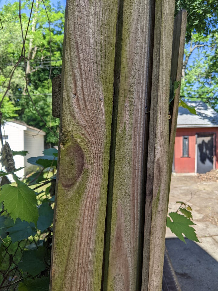 The first/top two photos are before cleaning and trimming earlier this week and the second/bottom two photos are from today. Grape vines on an old unpainted wood fence.
