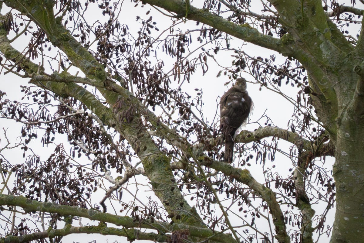 A grey-brown bird of prey glares angrily down the lens A grey-brown bird of prey glares angrily down the lens