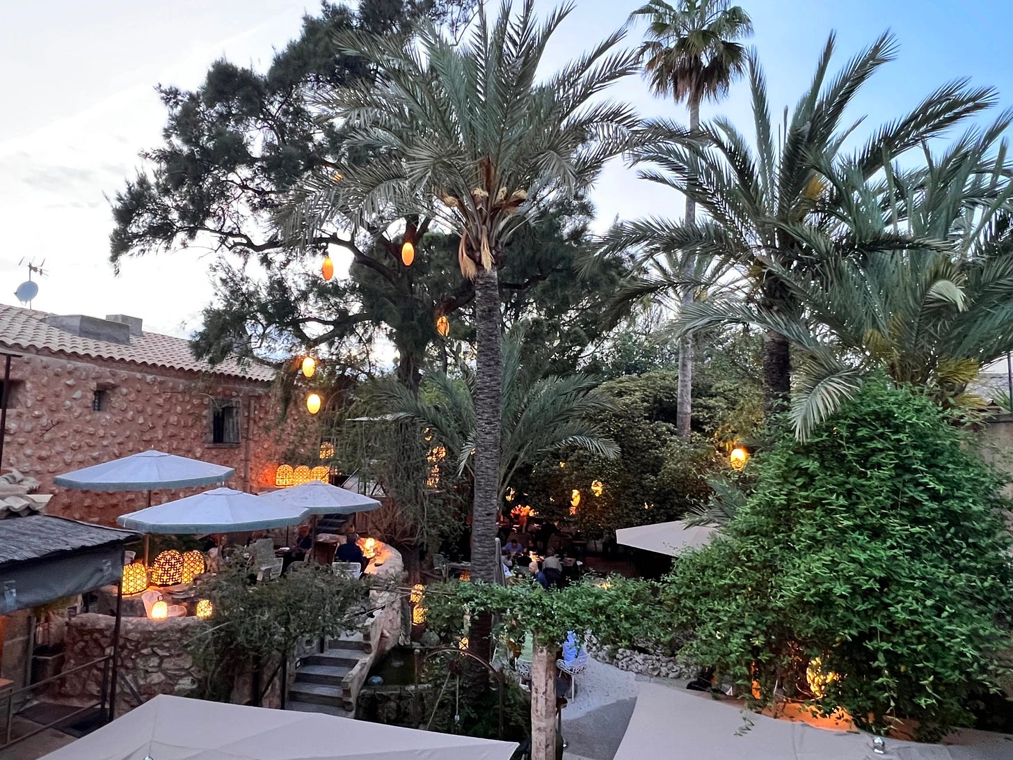 dracena marginata colorama Dracaena marginata 'Colorama' (6
