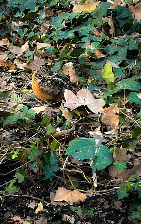 Images from spring: Quest Cabernet Franc, a woodcock, a watercolor of half a lemon, two lobster claws, and two cherries, the Hudson River, my desk that writer's retreat, and the Jolie Laide display from the farmer's market