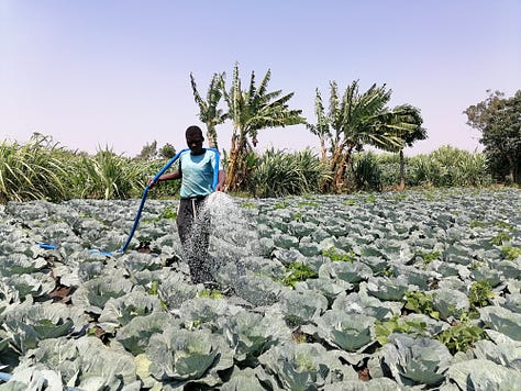 Some of the agriculture products of solar powered irrigation in Dowa and Balaka districts