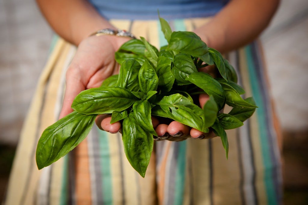 A farmer holds basil leaves