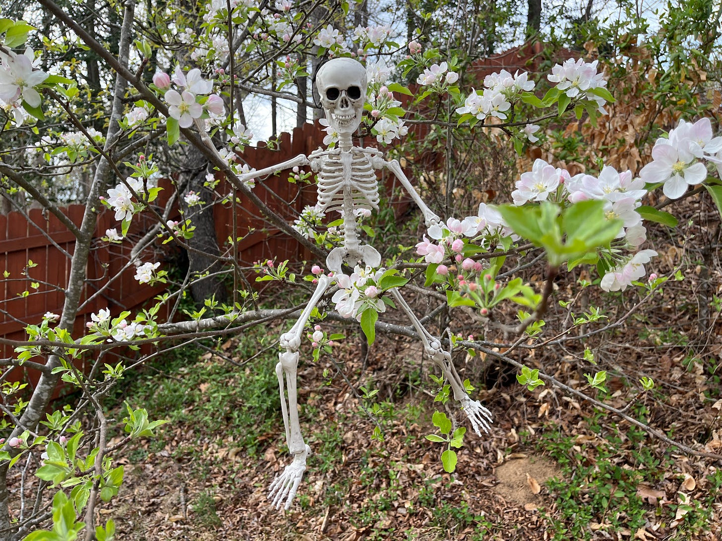 Photo of a toy skeleton sitting among pink and white apple blossoms on a tree branch.