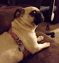 pug gifmedogs GIF by Rover.com pug gifmedogs GIF by Rover.com