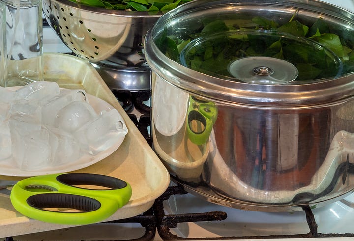 Leafy witch hazel twig and large pan for making hydrosol