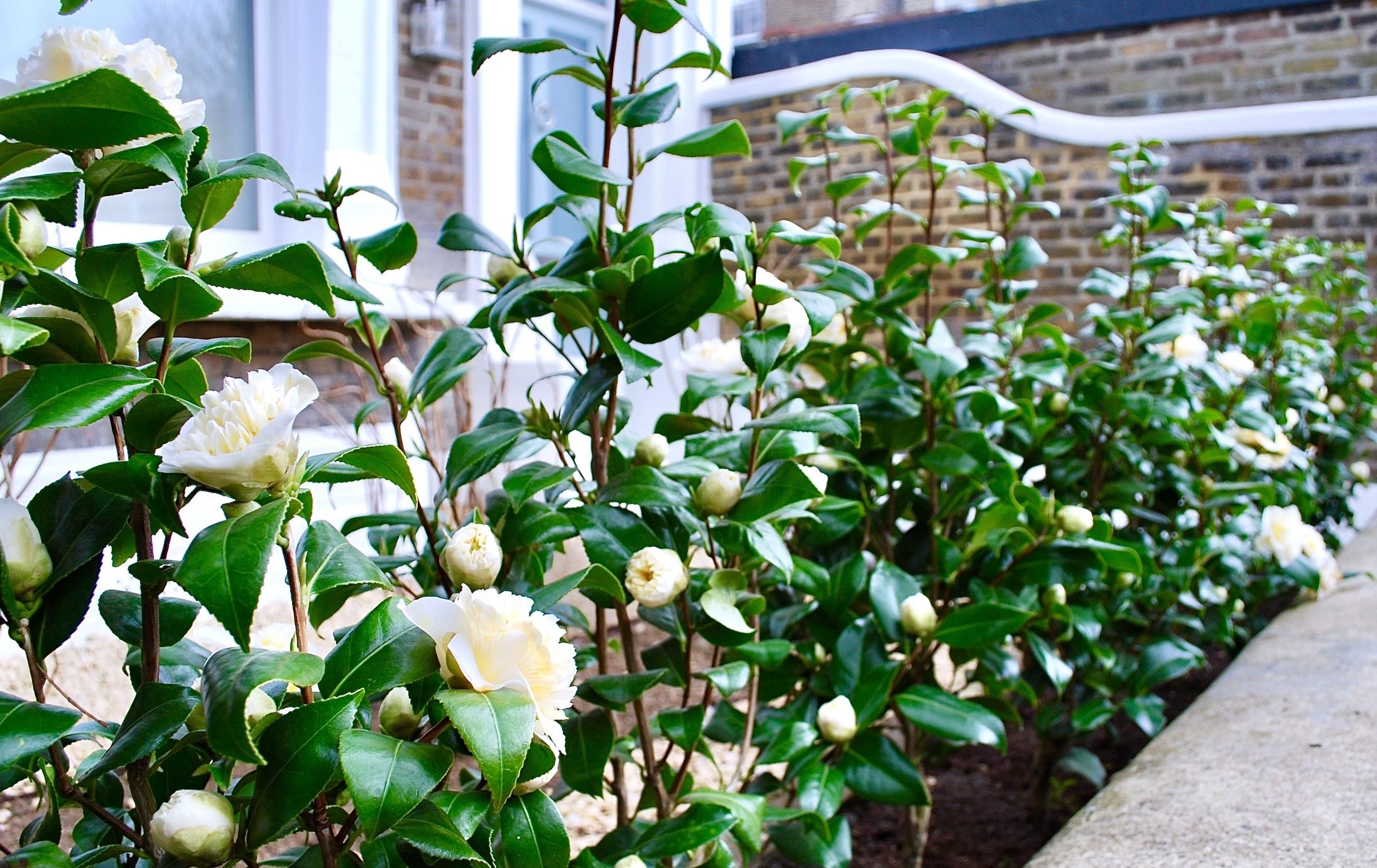 An easy way to bring colour into your garden right now