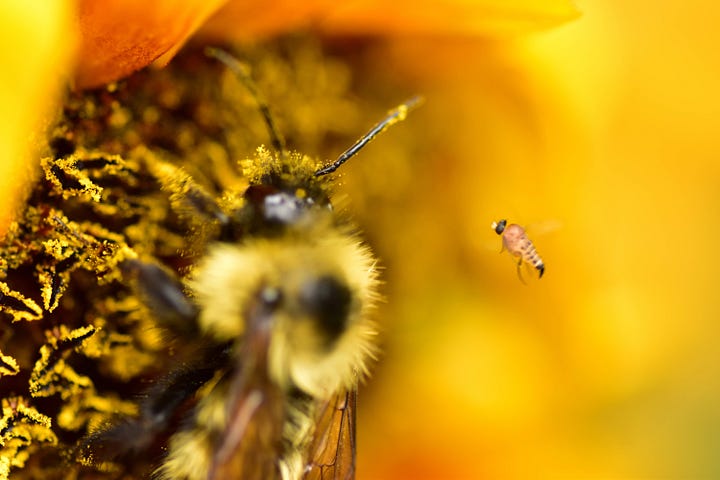 Close up of a bug on a yellow flower; a close up of an ant on half an orange slice;a close up of a fly on an orange; a close up of a very tiny beelike insect flying close to a very large in comparison bumble bee gathering pollen from a sunflower.