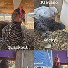 What Breed Are These Chicks?