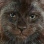 Bewildered's avatar