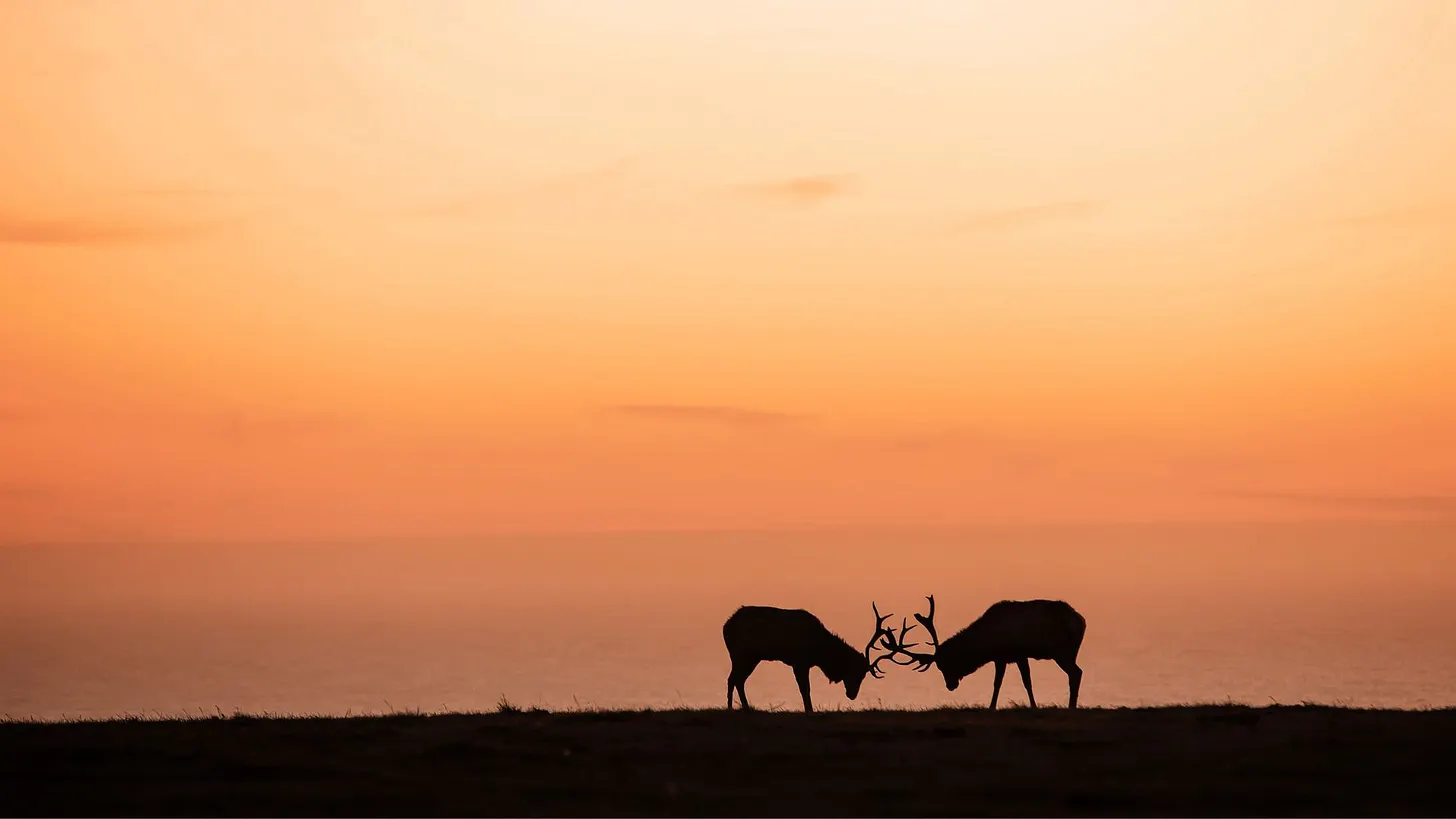 Two stags at dusk
