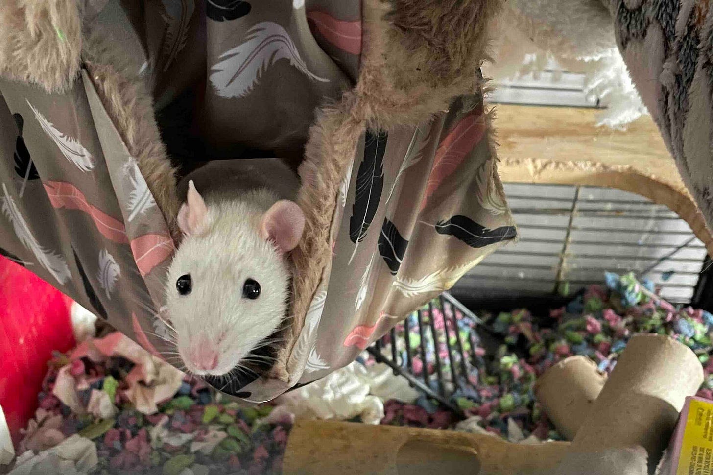 A white rat with pink ears and a pink nose is peeking out from a hammock inside a cage. The hammock is patterned with feathers in black, white, and pink colors. The cage has various colorful shredded paper and cardboard tubes scattered on the floor. The rat’s eyes are wide and shiny, giving it an inquisitive look.