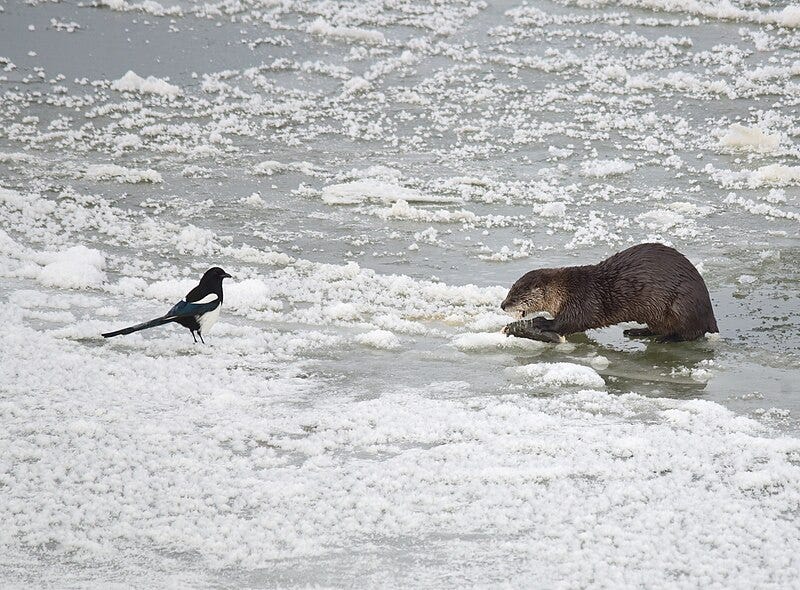 A Northern river otter appears through a hole in the ice along the Green River on Seedskadee National Wildlife Refuge. Although Northern river otters are fairly common here, Visitors and Staff don't get to see them often.