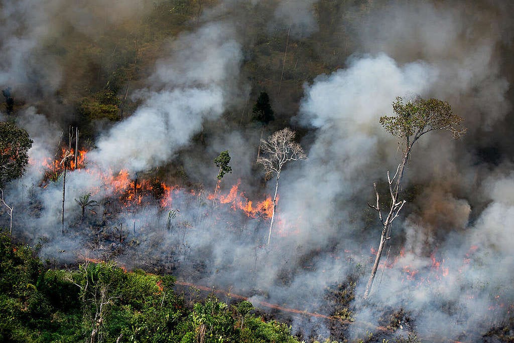 New images of illegal fires in the Amazon show destruction advances -  Greenpeace International