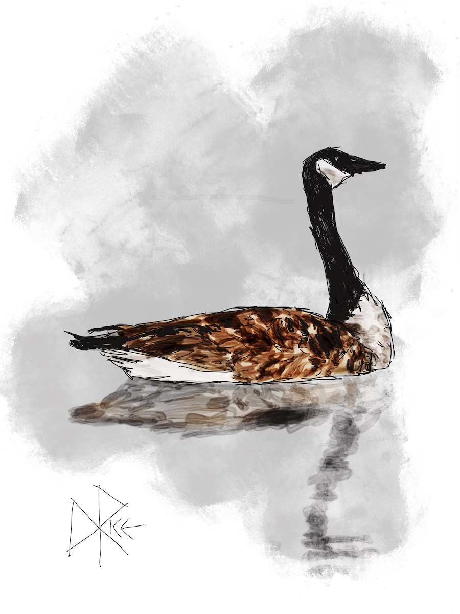 A Canada Goose traverses across the surface of a reflective body of water. Sketch art by Don Rice.