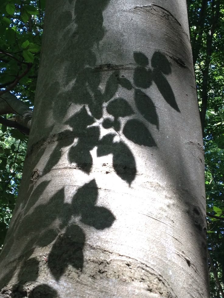 This may contain: the shadow of leaves cast on a tree trunk This may contain: the shadow of leaves cast on a tree trunk