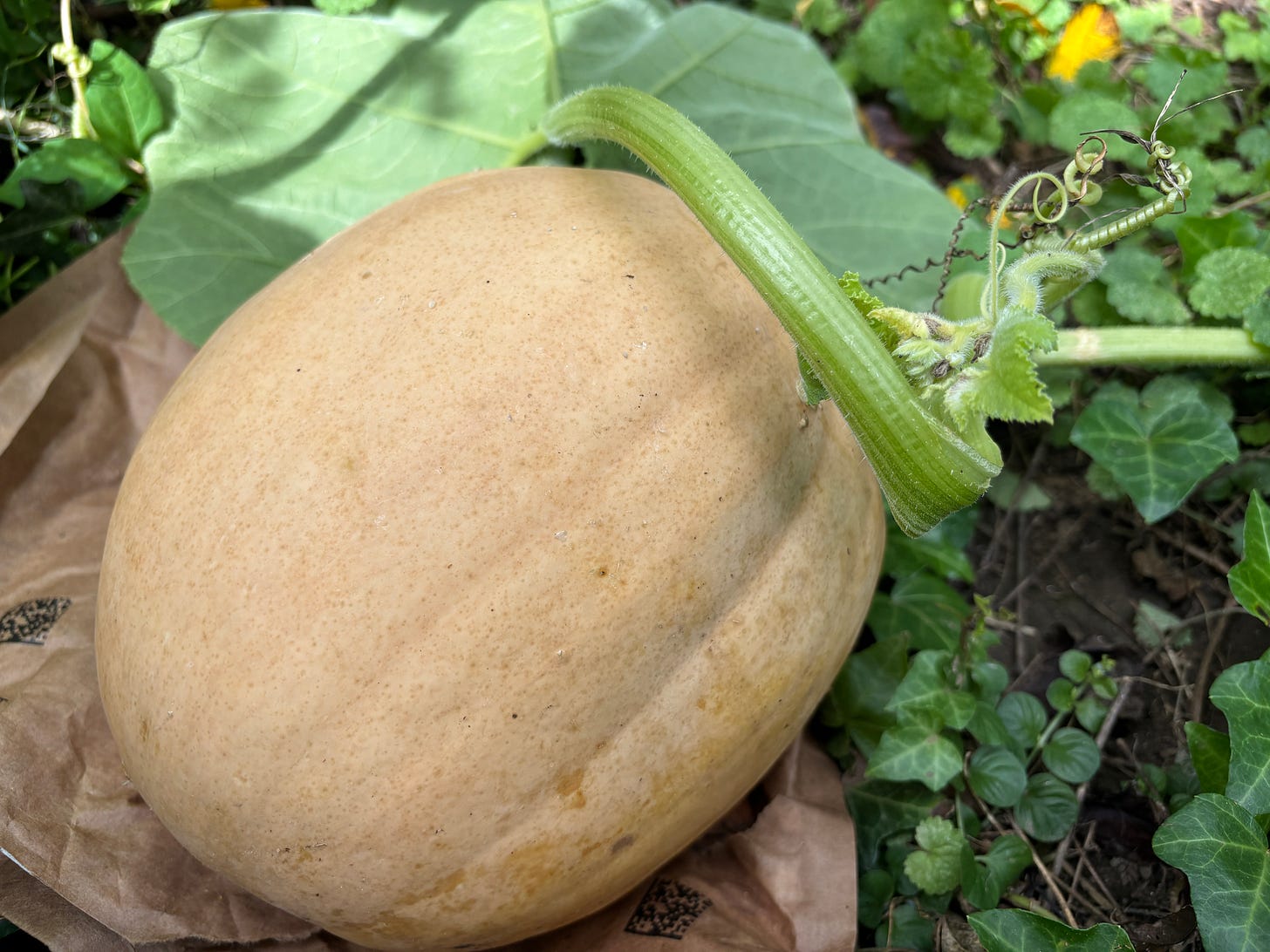 an orange pumpkin and green vine