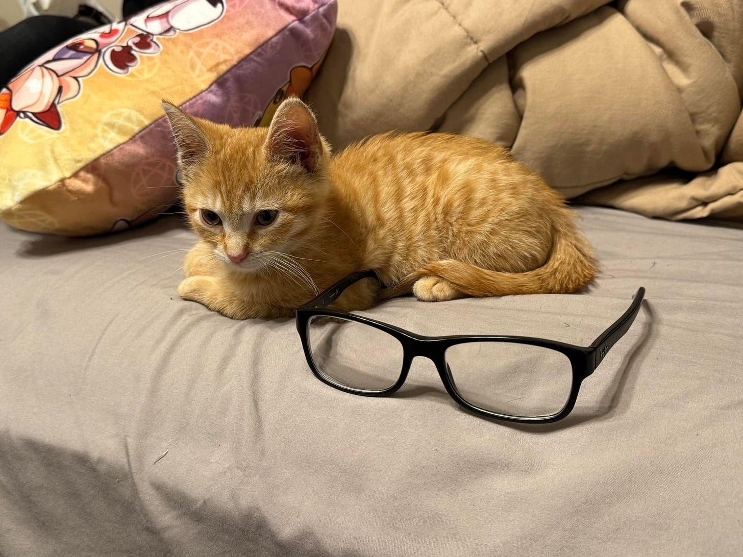 May be an image of cat and eyeglasses