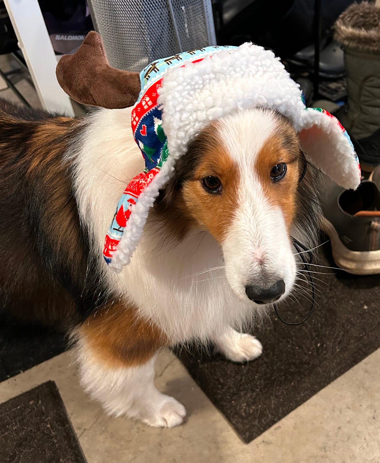 A Sheltie wearing a Christmas hat