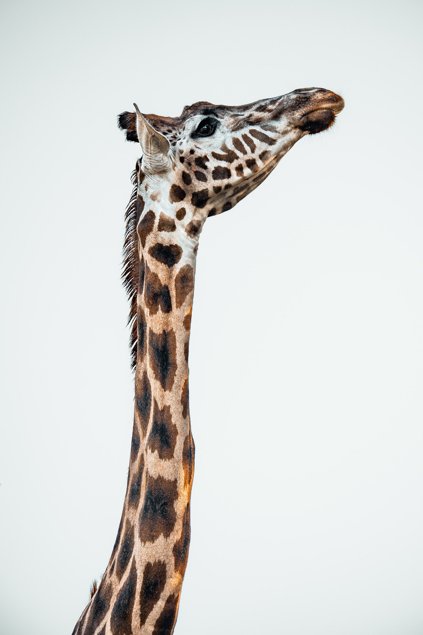 close up of a giraffe's neck and head close up of a giraffe's neck and head