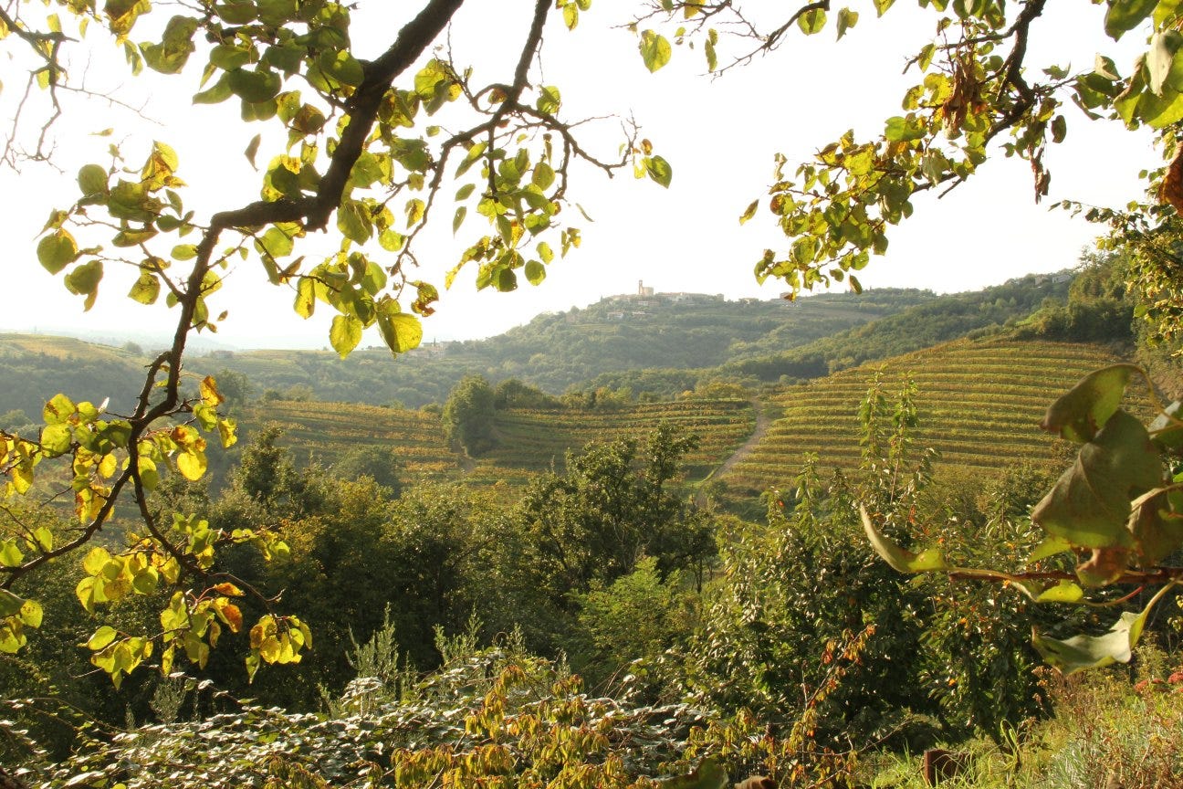 View from Kmetija Stekar, Brda - Collio