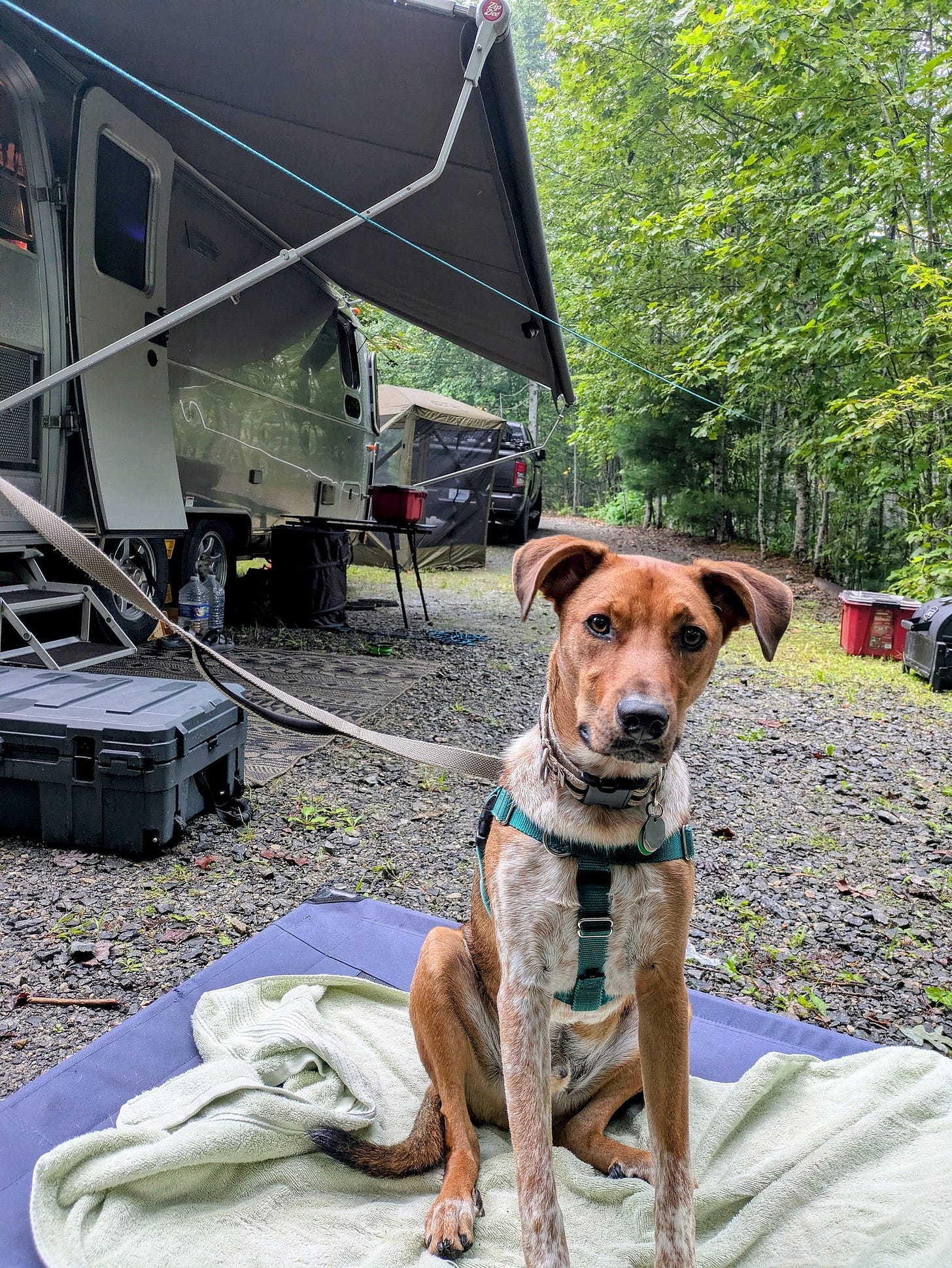 The author’s dog, Frank, sits alert on a blanket in front of a silver Airstream trailer under its extended awning. Frank wears a teal harness and is leashed to the trailer. The campsite is surrounded by trees, with camping gear and a truck visible in the background. The author’s dog, Frank, sits alert on a blanket in front of a silver Airstream trailer under its extended awning. Frank wears a teal harness and is leashed to the trailer. The campsite is surrounded by trees, with camping gear and a truck visible in the background.