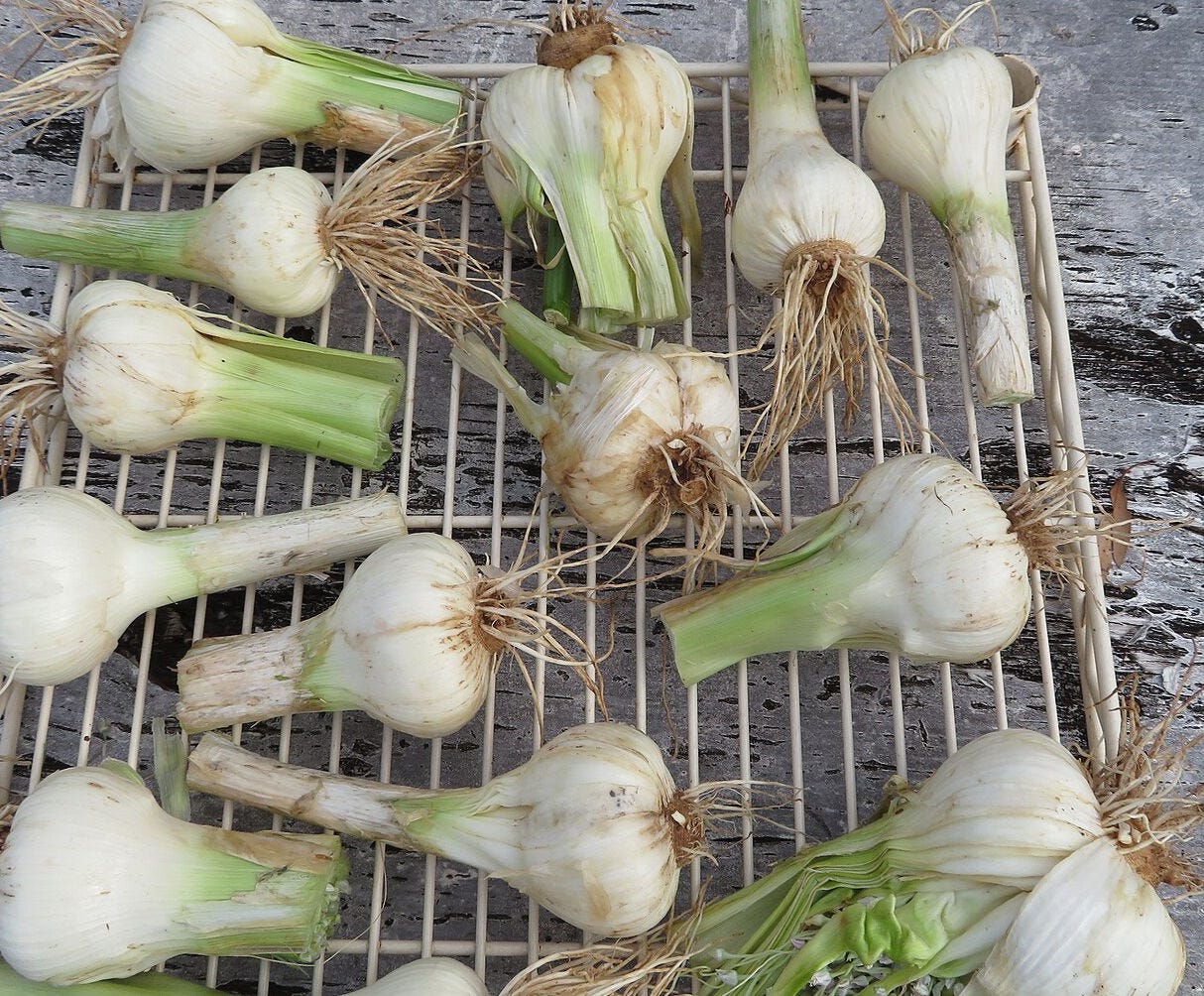 Harvested garlic bulbs on a rack. Abuout an inch of green leaf material on one end, and roots on the other.