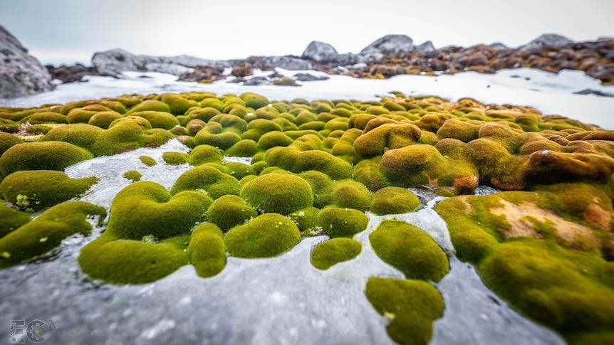 Antarctica's miniature moss 'forests' reveal shifts in climate across  thousands of years - ABC News
