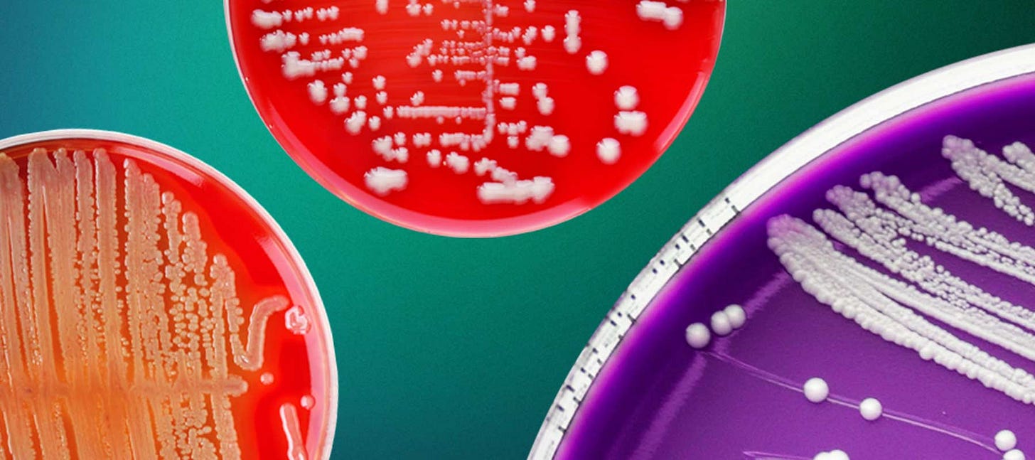 What is a Bacterial Colony? and How is it Done | Hudson Robotics