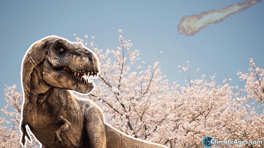 Illustration of a Tyrannosaurus rex standing among flowering trees in spring, with a distant asteroid streaking across a clear sky, symbolizing the timing of the end-Cretaceous extinction.