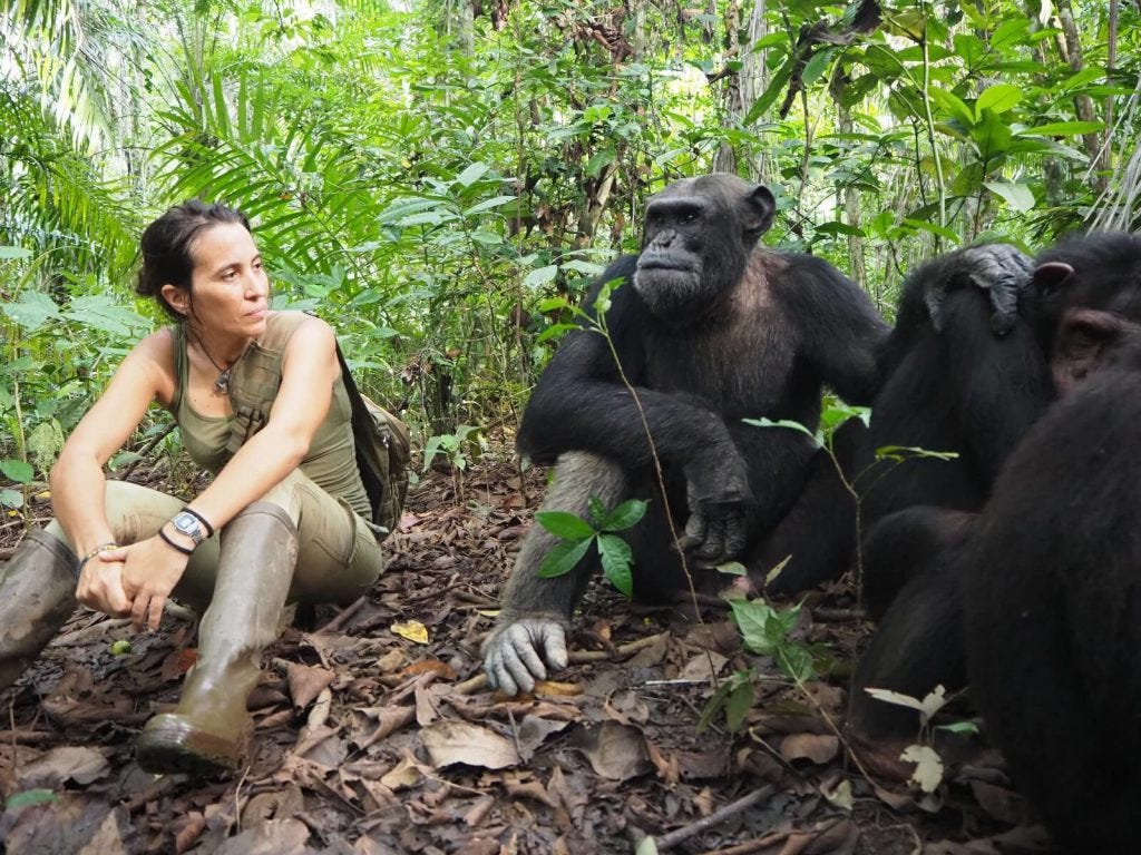 Rebeca atencia con los chimpancés Thomy, Anzar y Sam en Congo Rebeca atencia con los chimpancés Thomy, Anzar y Sam en Congo
