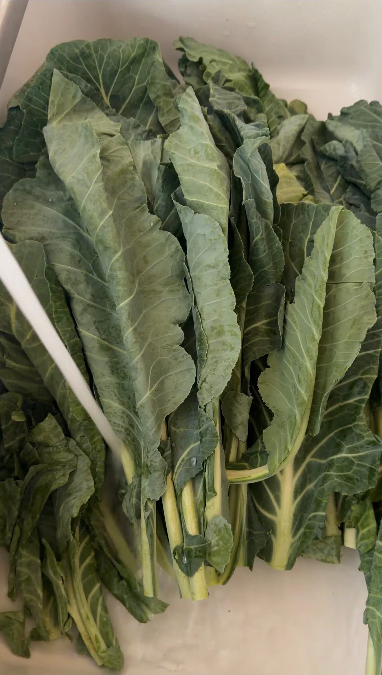 A Pot of Collards - by Lilyloutay - For The Honeys