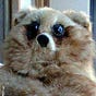 mole at the counter's avatar