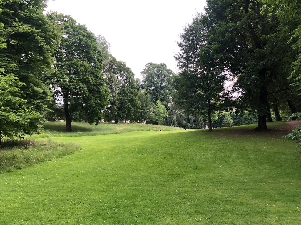 A grassy area with trees in the background

Description automatically generated