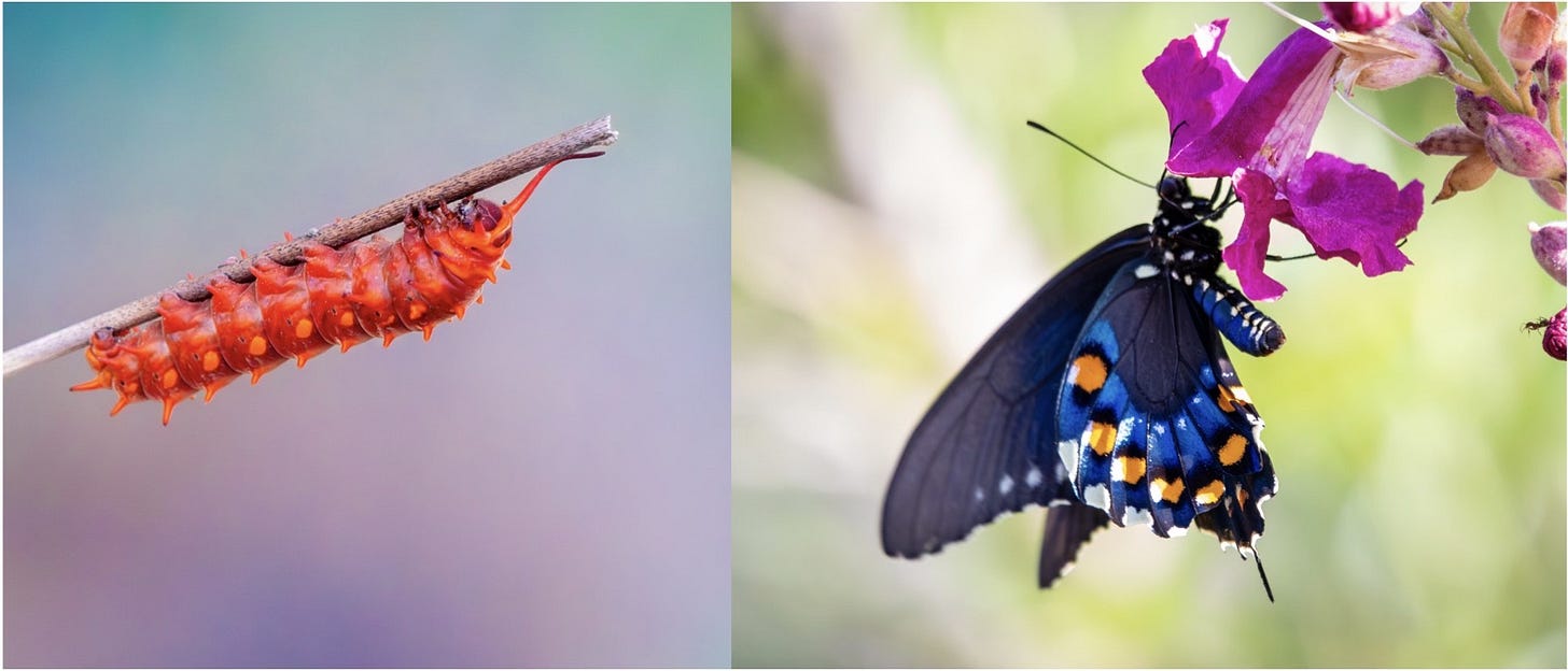 Pipevine swallowtail caterpillar and butterfly. 