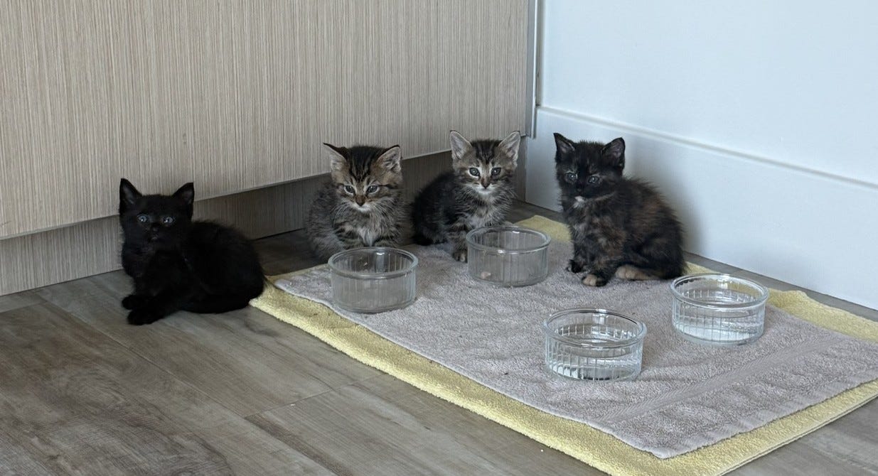 May be an image of cat