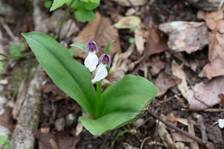 Four photos of showy orchis in bloom, the hood different shades of purple. Most are pale blue-purple, but one is pink-purple. Some photos are facing the orchid, some are in profile, and one is an overhead view.