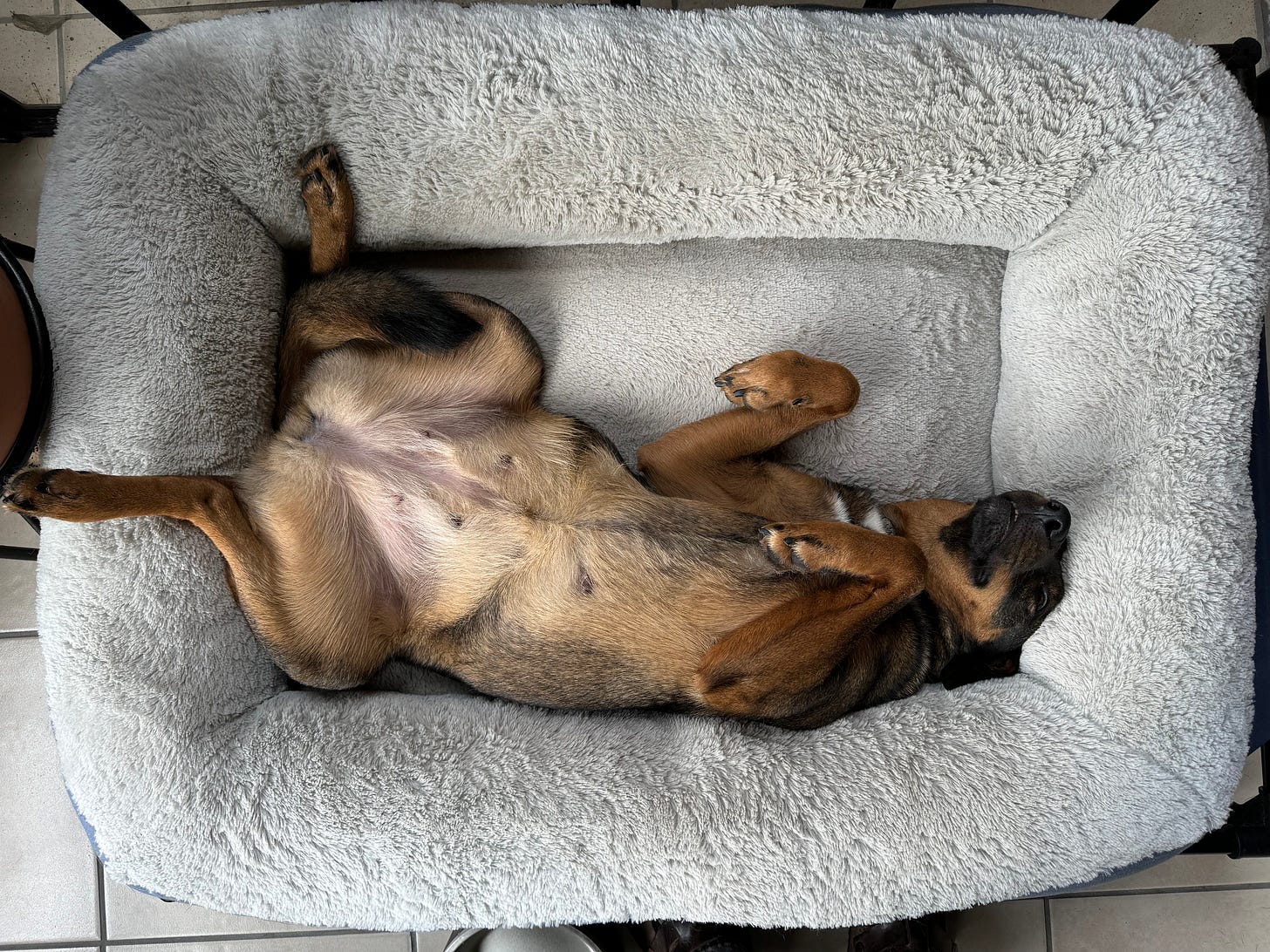 Our dog Tigre laying in her bed with her belly up.