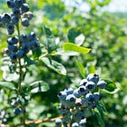 A blueberry summer: the summer I quit school and worked on a farm in Maine. 