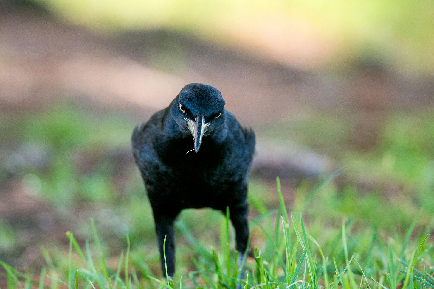 Great-tailed Grackle. Sandrine Biziaux Scherson/Audubon Photography Awards