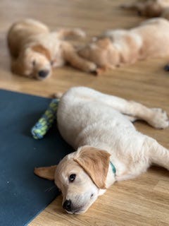 Golden retriever puppy yoga