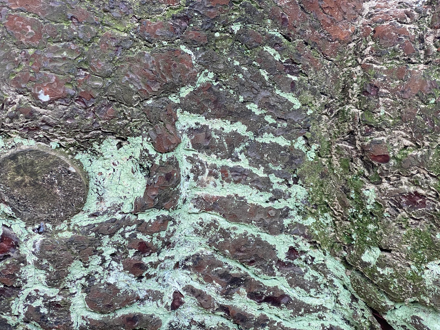 close up of lichen growing in ridges on pine tree