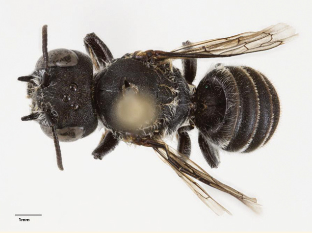 Megachile lucifer, l’abeille diabolique qui pourrait sauver une fleur menacée